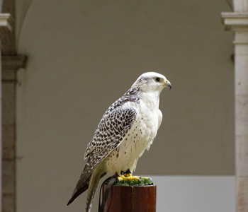 The King Abdulaziz Falconry Festival, Saudi Arabia