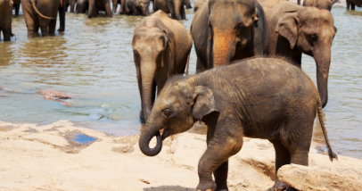 Elephants walking freely in a natural habitat in Sri Lanka