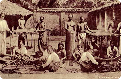 Ancient spice cultivation in Sri Lanka