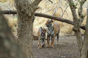 4 Days Golden Triangle with Ranthambore package