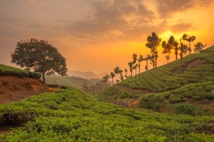 Munnar & Thekkady Tour package