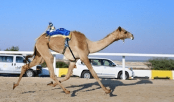 Watch a live camel race