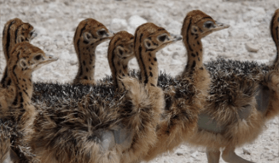 Visit an ostrich farm